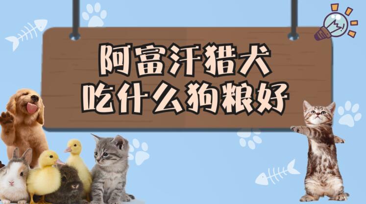 阿富汗猎犬吃什么狗粮好