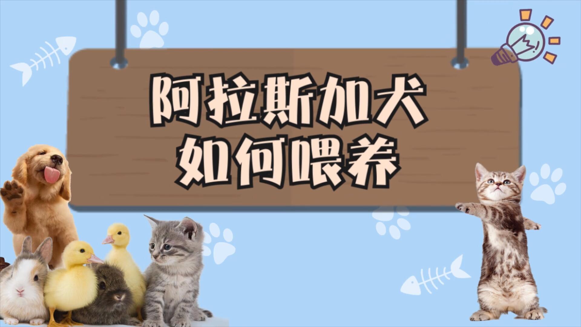 阿拉斯加犬如何喂养