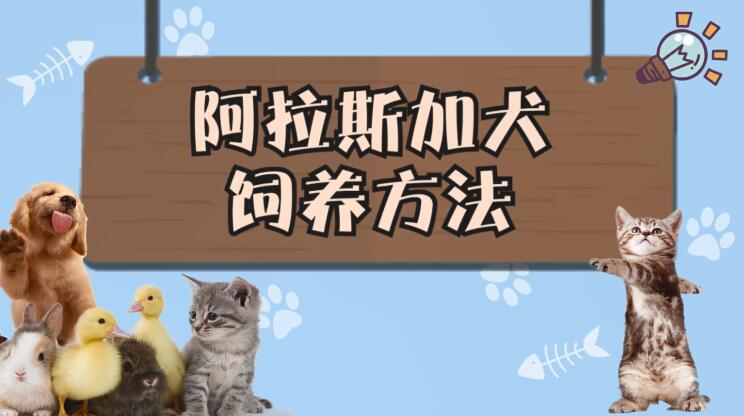 阿拉斯加犬饲养方法