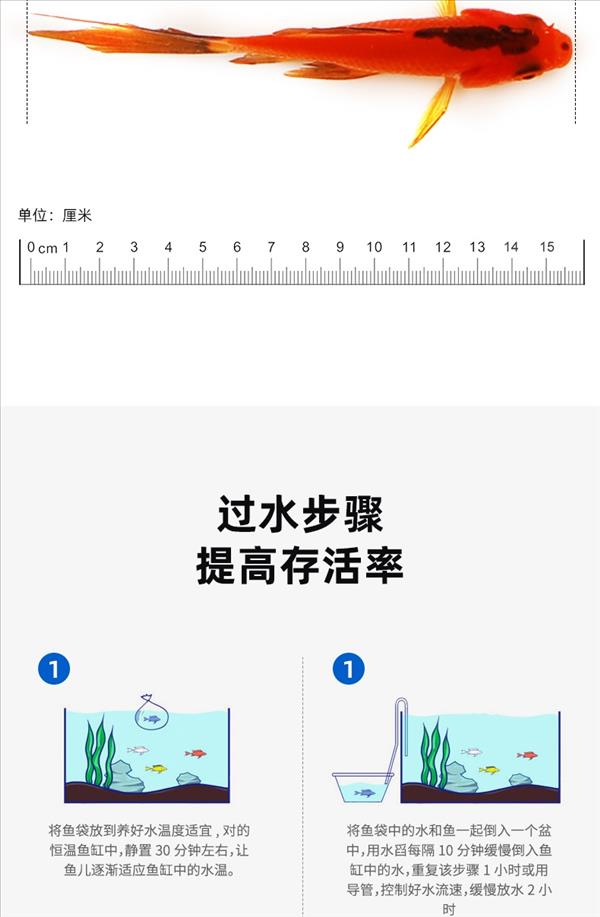 聚宝源 4-5cm红草鲫100条，防运损多发10条