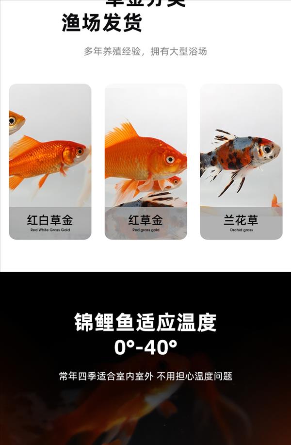 聚宝源 5-6cm红草鲫20条，防运损多发3条