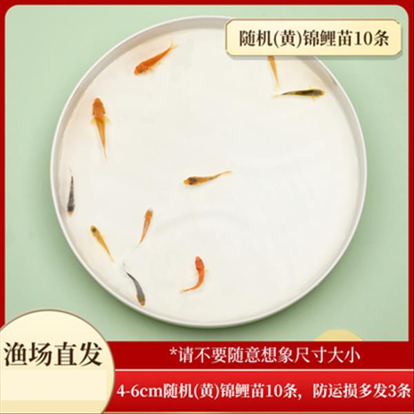 聚宝源 随机（黄）锦鲤苗4-6cm 10条，防运损多发3条