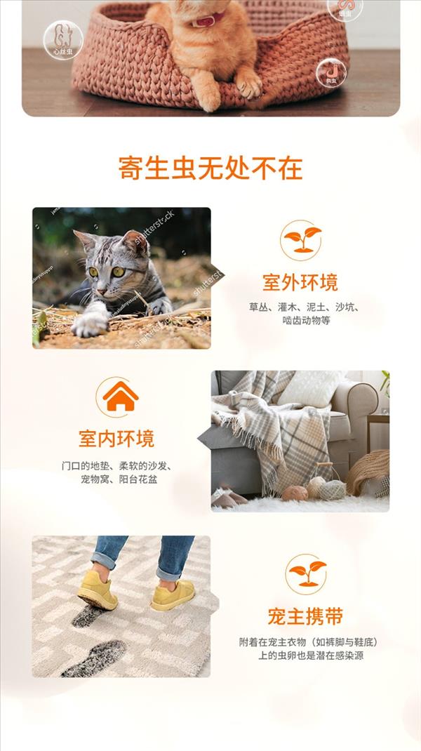 猫用内外同驱虫 拜宠清2片+爱沃克3支套餐 适用4kg-8kg