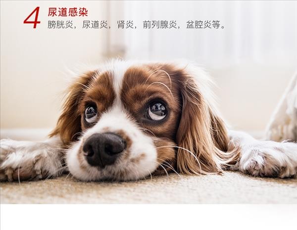 爱迪森 猫狗宠物赐能素提高免疫力抗犬瘟病毒（黄芪多糖口服液）15ml*2支