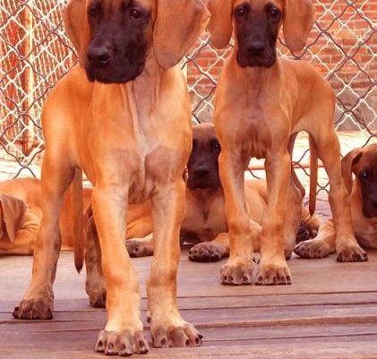 最新CKU犬舍认证出售纯种大丹犬签署质保合同