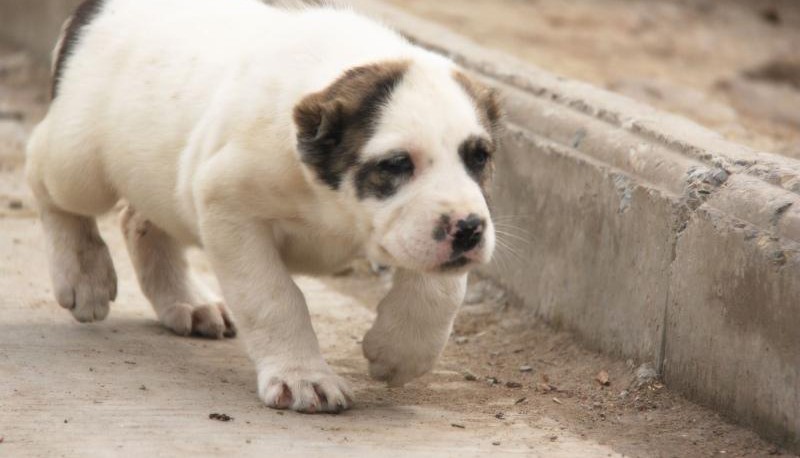 本季度CKU犬舍认证成都出售纯种中亚牧羊犬价格美丽非诚勿扰