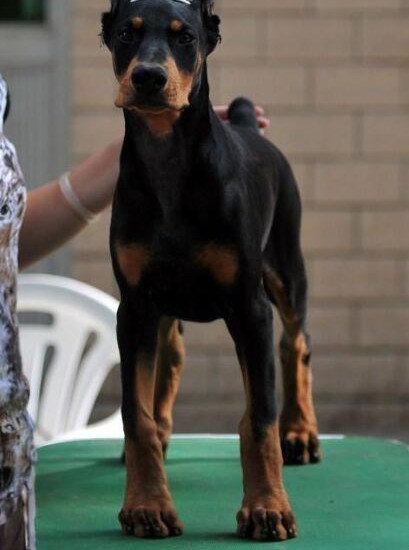 CKU认证犬舍出售高品质杜宾犬爱狗人士优先