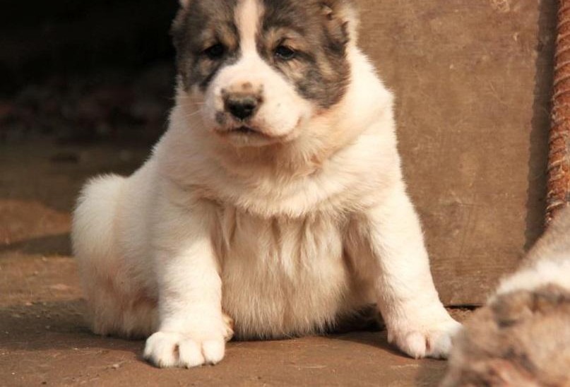 专业正规犬舍热卖优秀的中亚牧羊犬期待来电咨询