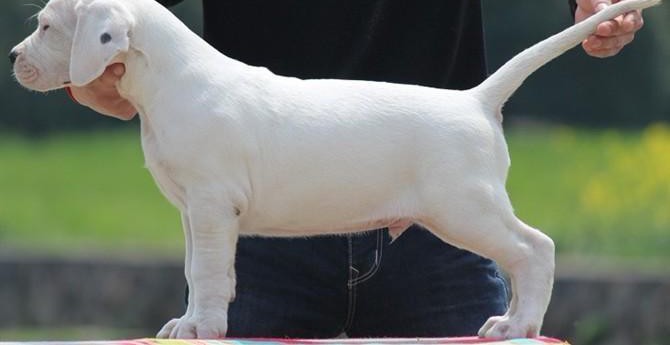 最新健康萌宠萌宠专业正规犬舍热卖优秀的杜高犬下单有礼全国包邮