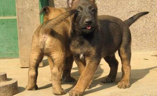 最新专业正规犬舍热卖优秀的郑州马犬外地可空运已驱虫