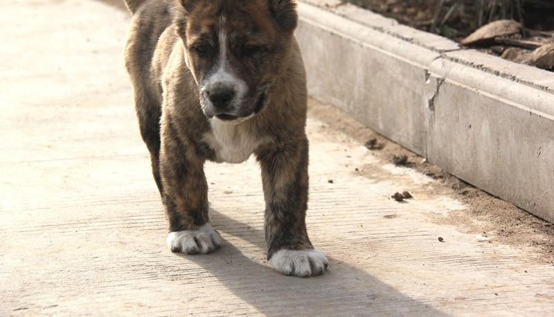 专业正规犬舍热卖优秀石家庄中亚牧羊犬终身售后保障