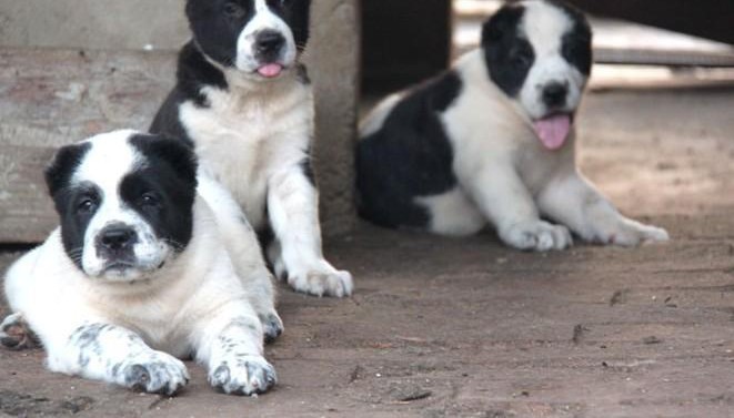 中亚牧羊犬CKU认证犬舍自繁自销市内免费送货