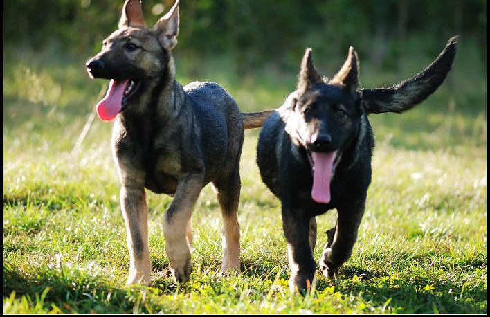 本季度中国昆明犬狼青品系繁育所