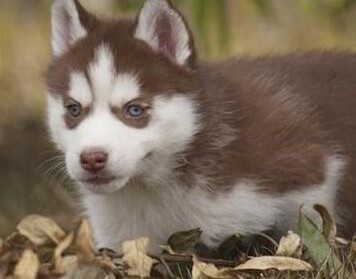 本季度乌海正规狗场犬舍直销哈士奇幼犬一分价钱一分货