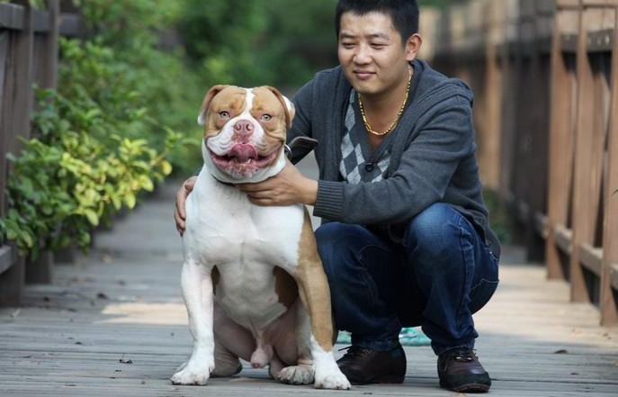 最新乌海美国斗牛犬价格纯种健康的美国斗牛犬出售已打疫苗