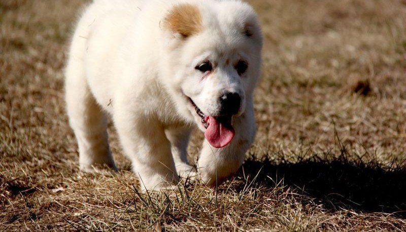 出售中亚牧羊犬幼犬品质好有保障真实照片包纯