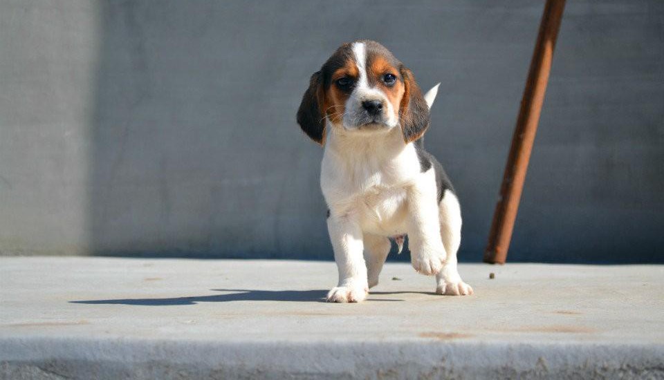 最新本季度健康萌宠萌宠出售正宗血统优秀的比格犬喜欢它的快来