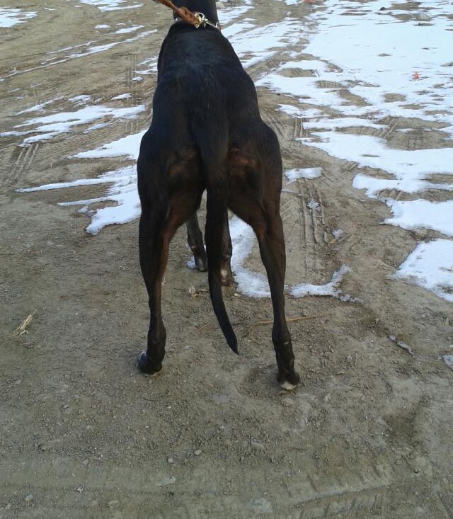 出售纯种健康的格力犬幼犬保证冠军级血统