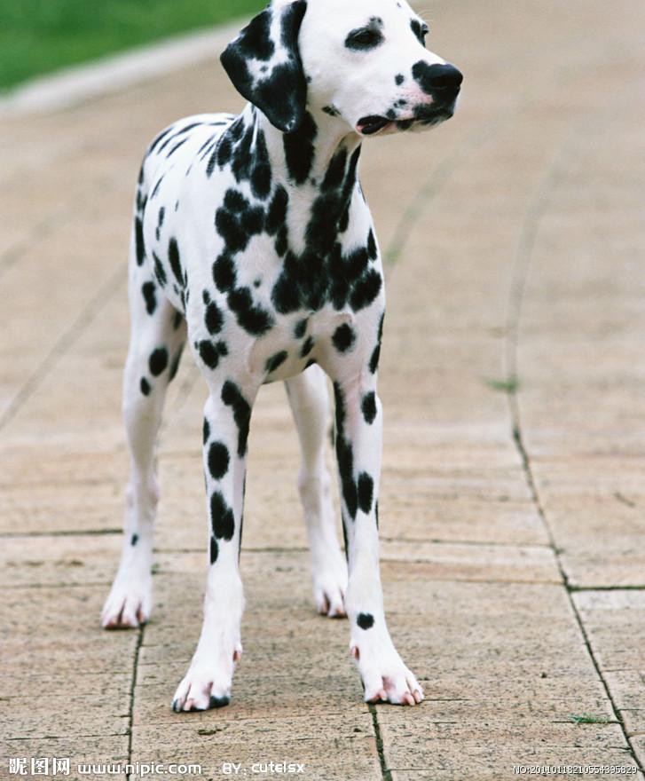 最新本季度出售纯种健康的琼山斑点狗幼犬可直接视频挑选