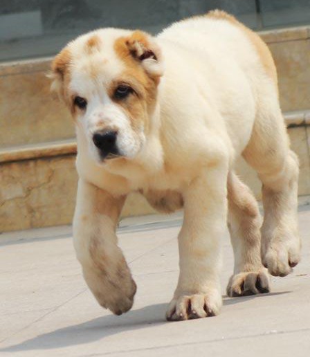 最新健康萌宠出售纯种健康的西安中亚牧羊犬幼犬期待您的咨询