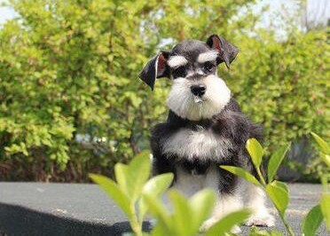 出售纯种健康的雪纳瑞幼犬真实照片包纯