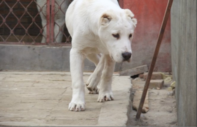 合肥出售中亚牧羊犬幼犬品质好有保障包养活包退换