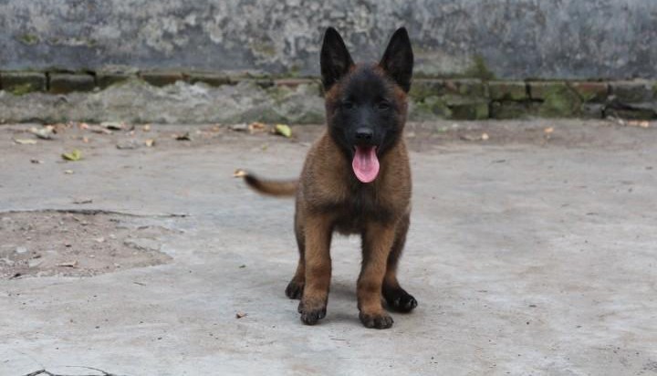 呼伦贝尔专业繁殖马犬幼犬精品警卫犬红黑都有兴奋度高