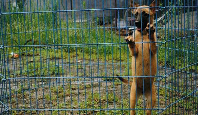 最新本季度健康萌宠售马犬幼犬价格合理比利时马犬警犬高品质