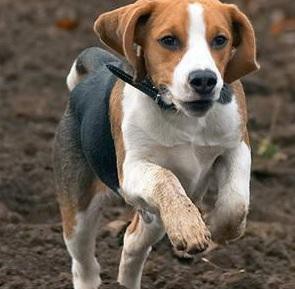 本季度多种颜色的赛级比格犬幼犬寻找主人欢迎爱狗人士上门选购