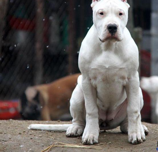 最新大型专业培育杜高犬幼犬包健康期待您的咨询