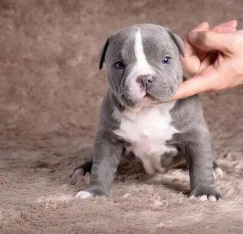 本季度大型专业培育比特犬幼犬包健康终身售后送货