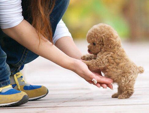 最新大型专业培育贵宾犬幼犬包健康最优秀的售后