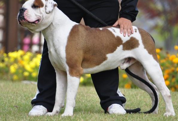 最新本季度健康萌宠大型犬舍低价热卖极品美国斗牛犬当地上门挑选