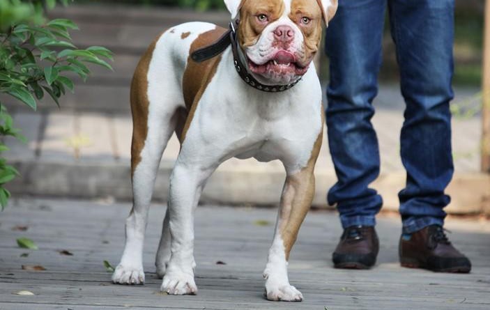 本季度完美品相血统纯正成都美国斗牛犬出售真实照片视频挑选