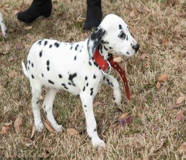 最新健康萌宠斑点狗最大的正规犬舍完美售后品质一流三包终身协议