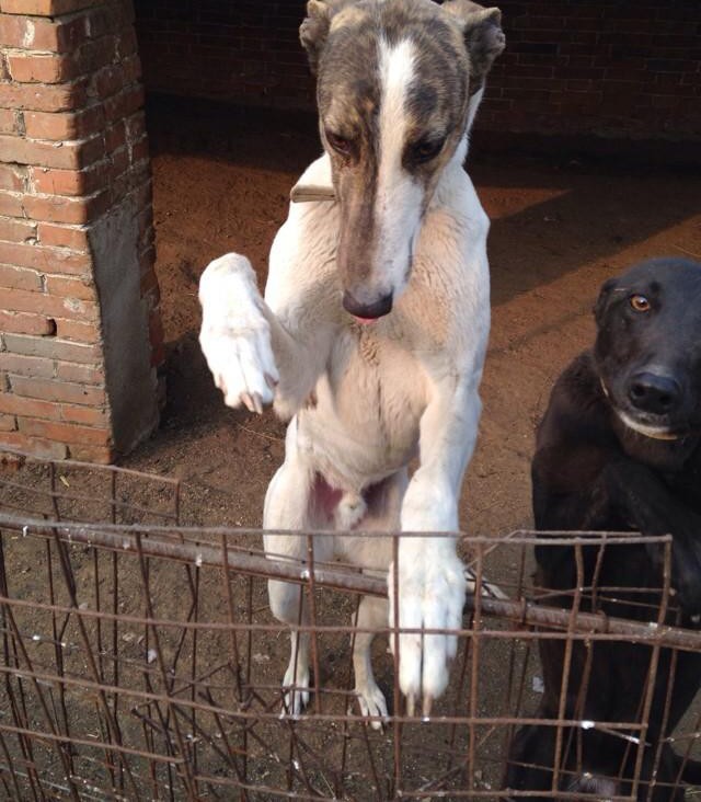 萌宠杭州本地出售高品质格力犬宝宝狗贩子请绕行