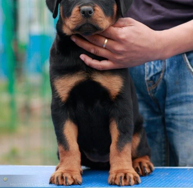 极品罗威纳幼犬签合同保纯种健康有血统证芯片