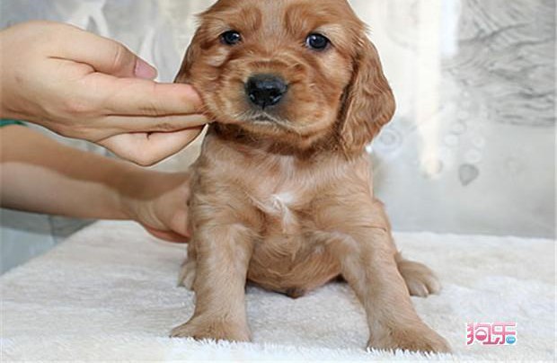 正规狗场犬舍直销可卡幼犬市内免费送货