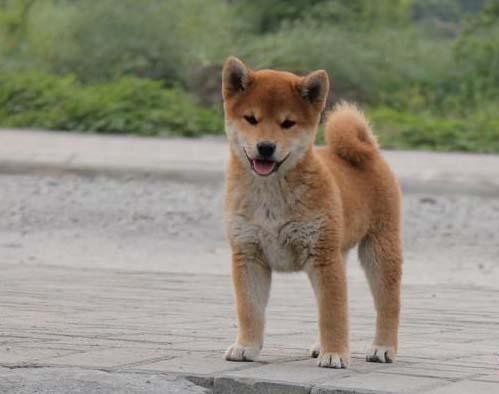 萌宠2023年正规狗场犬舍直销柴犬幼犬加微信送用品