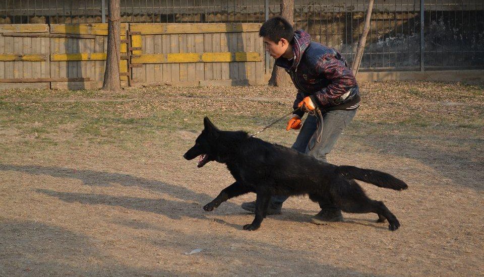 最新2023年热销多只优秀的纯种比牧幼犬微信咨询看狗