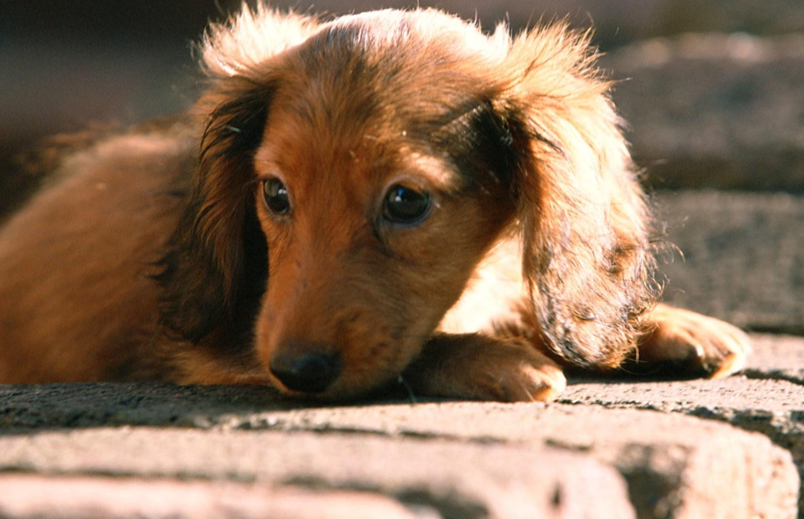 本季度热销多只优秀的纯种腊肠犬幼犬微信咨询看狗狗照片