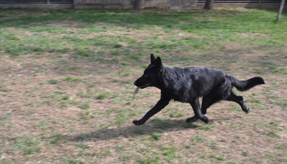 最新犬舍直销品种纯正健康比牧价格美丽品质优良