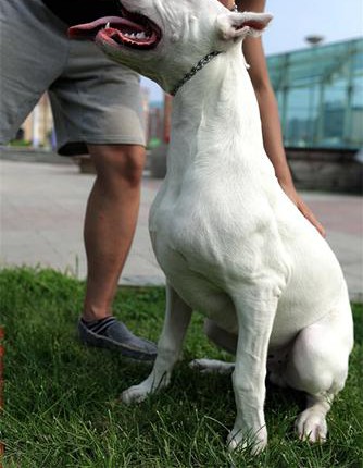 2023年精品高品质杜高犬幼犬热卖中市内免费送货