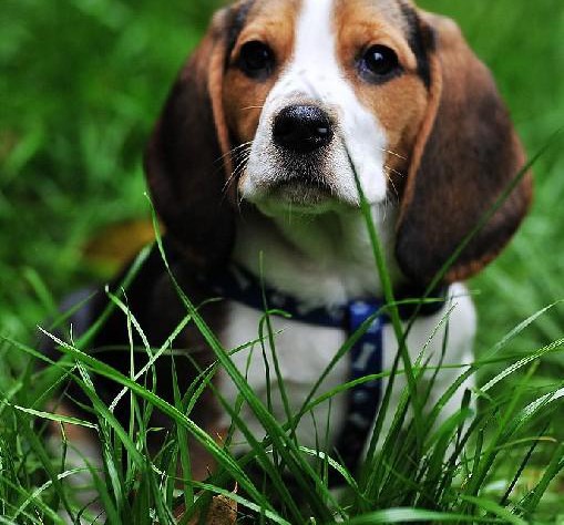 最新健康萌宠繁殖基地出售纯种宠物犬比格犬宝宝一窝待售质保