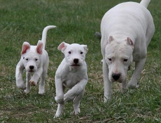 萌宠纯种杜高犬公母幼犬都有,保血统纯正健康纯种