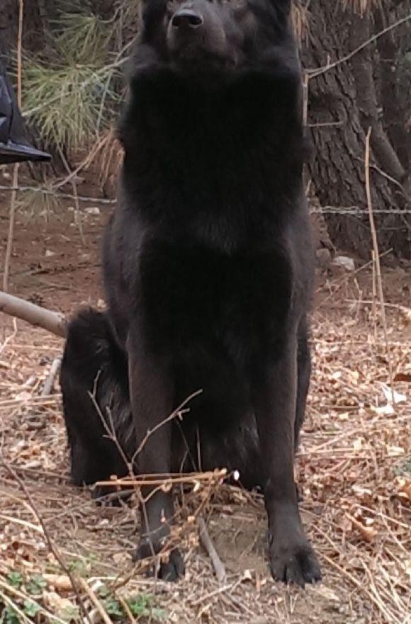 最新健康萌宠纯种比利时牧羊犬幼崽，专业繁殖宝宝健康，全国送货上门