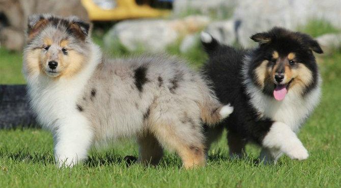 最新萌宠纯种苏格兰牧羊犬幼犬、价格美丽品质优良、提供养狗指导