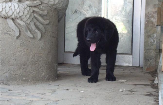 本季度纽芬兰犬CKU认证犬舍自繁自销保终身送用品