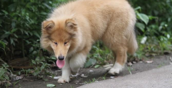 苏牧幼犬纯种健康保证品质CKU