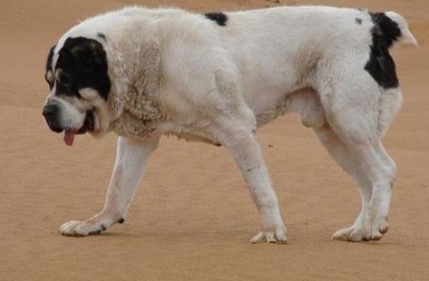 贵阳CKU认证犬舍出售高品质中亚牧羊犬欢迎您的光临